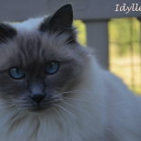 Idylle - 3 ans - Chatterie Ragdolls du Val de Beauvoir